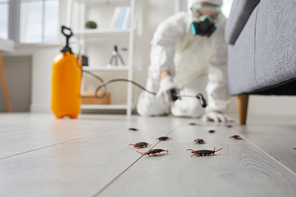 Post-Treatment Bed Bug Interceptor Monitoring in Alhambra